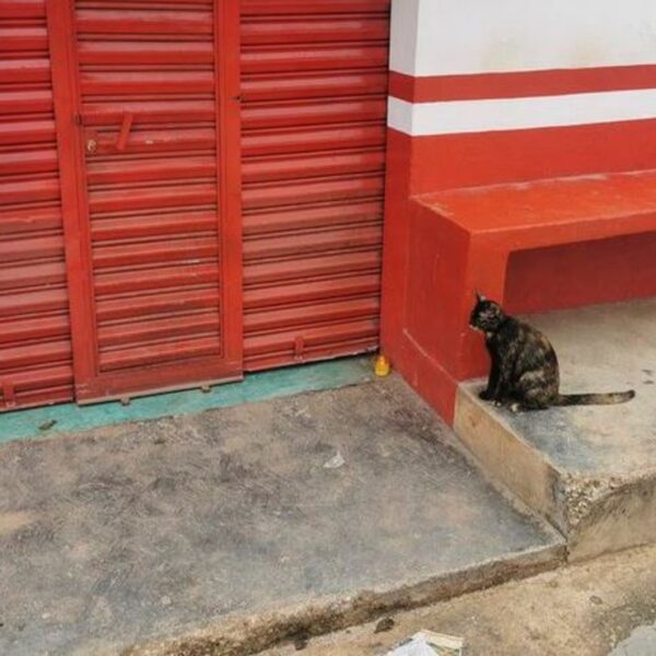 El video de un gatito maullado en la tienda de su humano se viraliza en redes sociales, ya que el felino desconoce que murió