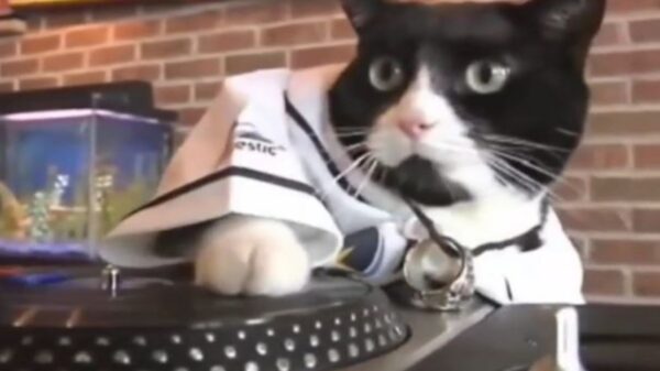 Las denuncias de los vecinos sobre una fiesta movilizaron a la policía en una zona residencial ubicada, ya que la música estaba a todo lo queda