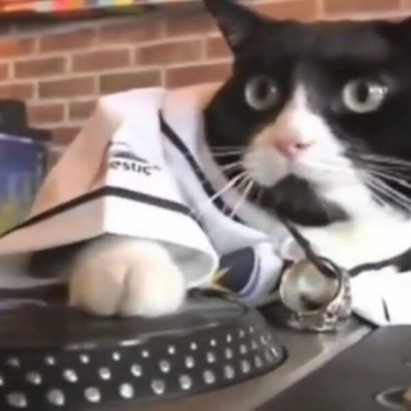 Las denuncias de los vecinos sobre una fiesta movilizaron a la policía en una zona residencial ubicada, ya que la música estaba a todo lo queda