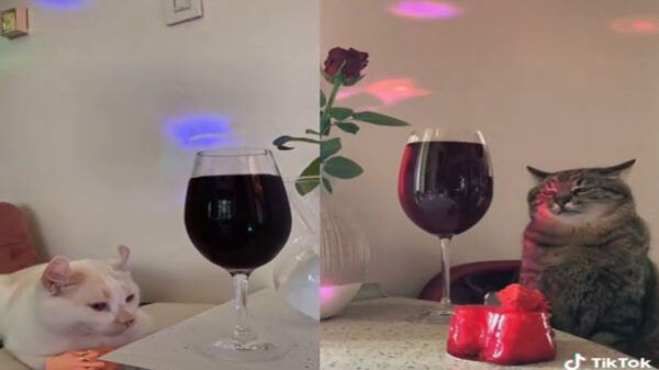 Un gato llamado Stepán ha conquistado Tiktok con una serie de video en lo que emula una fiesta aburrida