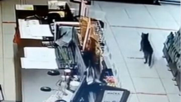 En una tienda de Siberia desplegaban operativos de vigilancia debido a que las alarmas se encendían , pero no daban con el intruso