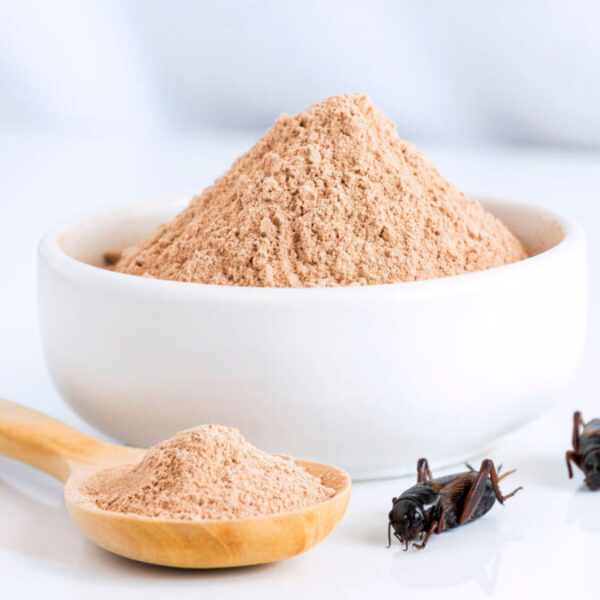 Buscan combatir el exceso de azúcar y grasa en la sangre con harina a base de insectos