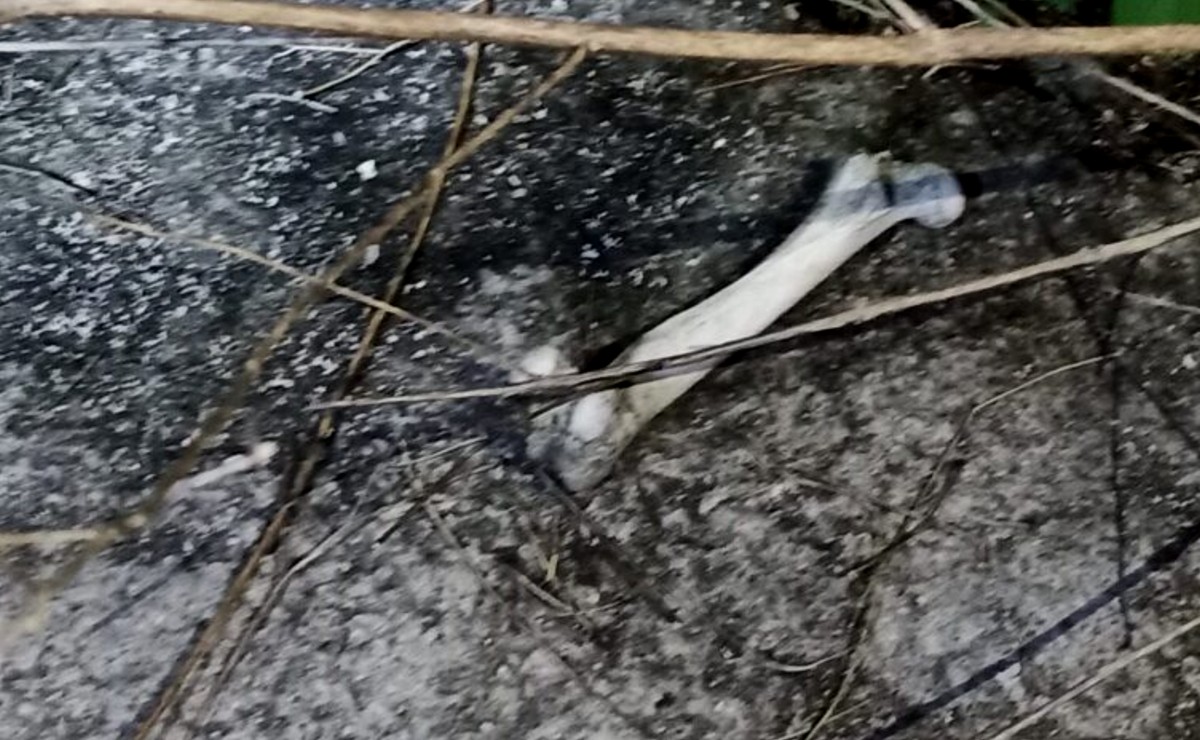 Dzidzantún: Descubren cadáver de hombre extraviado, luego de que perro comiera uno de los huesos