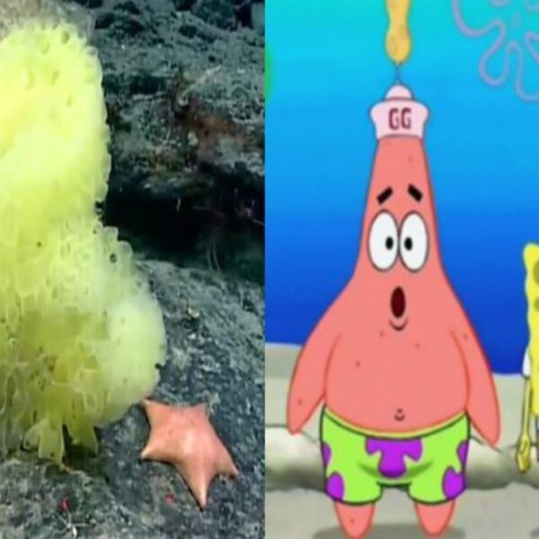 La imagen de dos criaturas marinas similares a las serie de televisión de dibujos animados Bob Esponja, se viraliza en redes sociales