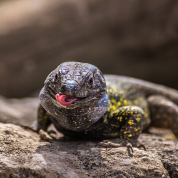 Tener mascotas nos alegran la vida e incluso nos permiten tener infinidad de aventuras, pero esta historia destaca por lo exótico de este animal