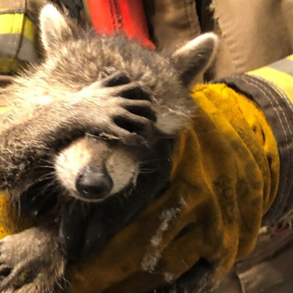 Dicen por ahí que vergüenza es robar y que te encuentren robando, prueba de ello es la siguiente historia protagonizada por un mapache