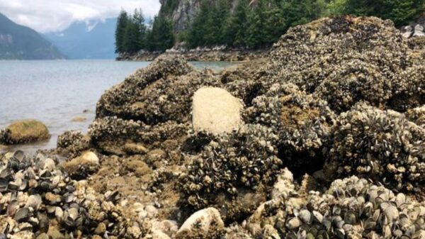 La intensa ola de calor provocó la muerte masiva de mejillones, almejas y otras criaturas marinas en las costas de Vancouver