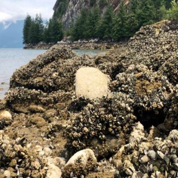 La intensa ola de calor provocó la muerte masiva de mejillones, almejas y otras criaturas marinas en las costas de Vancouver