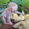 La enternecedoras imágenes de un mono bebé cuidando  a cinco de patitos, enamora a los cibernautas, las aves lo adoptaron como su hermano