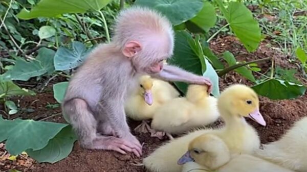 La enternecedoras imágenes de un mono bebé cuidando  a cinco de patitos, enamora a los cibernautas, las aves lo adoptaron como su hermano