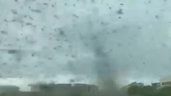 Las impresionantes imágenes de miles de mosquitos que formaron un tornado han causado asombro entre los usuarios de las redes sociales