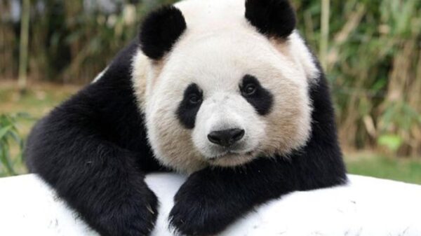 Pandas quedan fuera de la lista de animales en peligro de extinción
