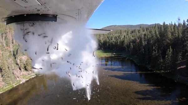 Con el fin de repoblar con peces 200 lagos montañosos de Estados Unidos, lanzaron desde una avioneta una carga de miles de alevines