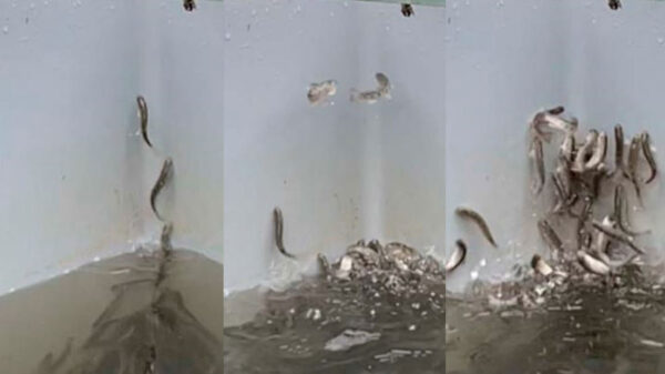 El extraño comportamiento en salmones jóvenes de un criadero de peces alertó a un equipo de investigadores