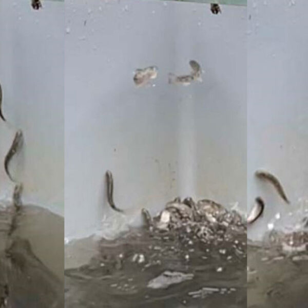 El extraño comportamiento en salmones jóvenes de un criadero de peces alertó a un equipo de investigadores