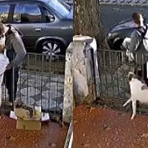 Hombre roba suéter a perrito y es captado