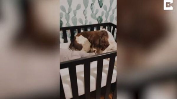 Un perrito no solo nos brinda compañía y ratos de diversión, sino que generamos vínculos de mutua protección, prueba de ella es la siguiente historia