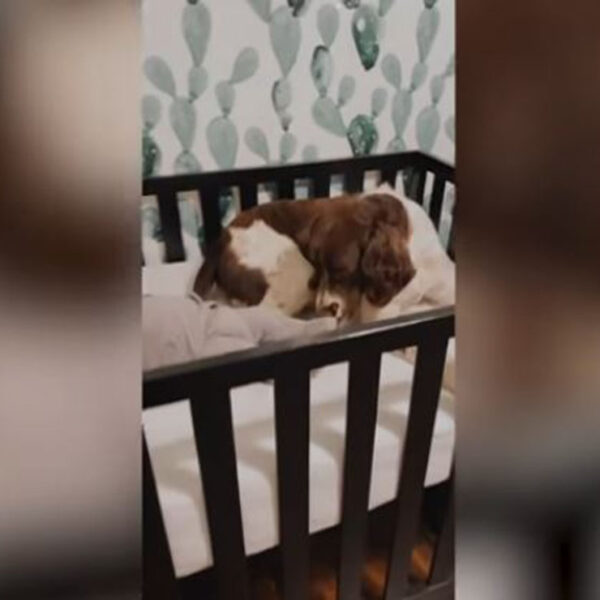 Un perrito no solo nos brinda compañía y ratos de diversión, sino que generamos vínculos de mutua protección, prueba de ella es la siguiente historia