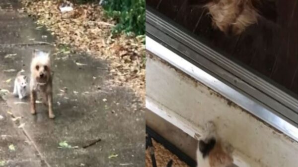 Un perrito decidió rescatar a un gato bebé y lo lleva a la casa de la humana para que lo adopten