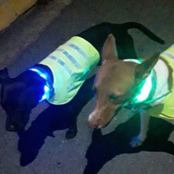 Los perros callejeros no solo tienen que padecer por las inclemencias del tiempo, sino que están en un riesgo constante de ser atropellados