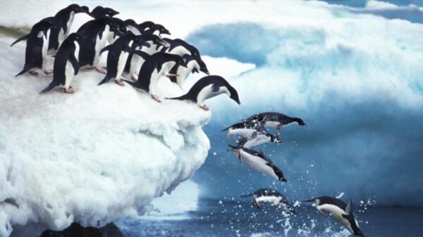 Investigadores ha encontrado una amplia presencia de microplásticos como poliéster y el polietileno en las heces de los pingüinos