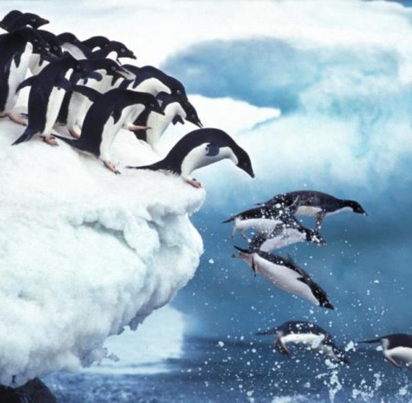 Investigadores ha encontrado una amplia presencia de microplásticos como poliéster y el polietileno en las heces de los pingüinos