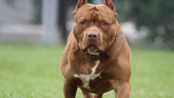 Niño de tres años muere tras ser atacado en Querétaro