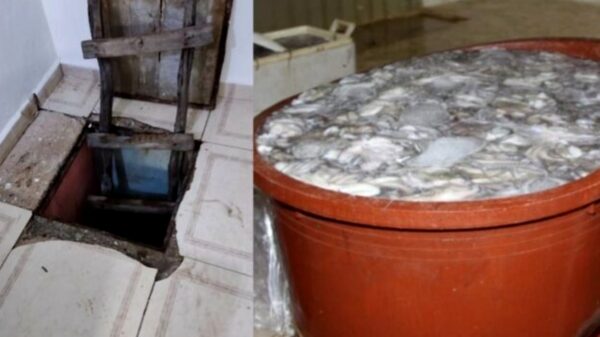 Hallan en una bodega túnel para traficar pulpo en Dzilam de Bravo