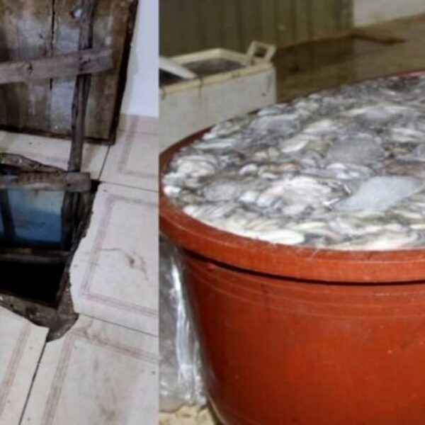 Hallan en una bodega túnel para traficar pulpo en Dzilam de Bravo