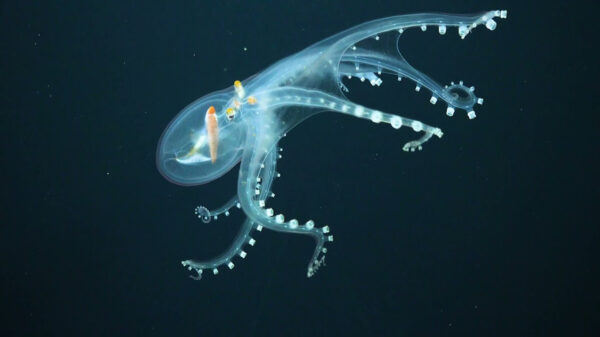 En el Océano Pacífico fue captado en video un peculiar pulpo que parece de cristal, ya que es completamente transparente