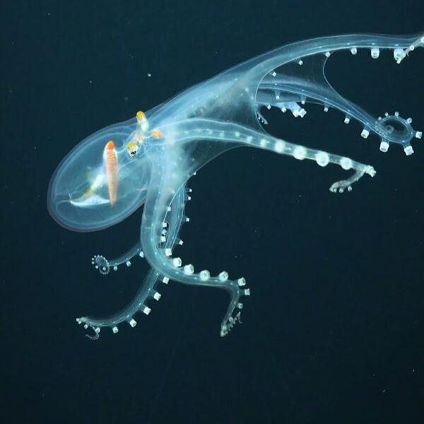 En el Océano Pacífico fue captado en video un peculiar pulpo que parece de cristal, ya que es completamente transparente