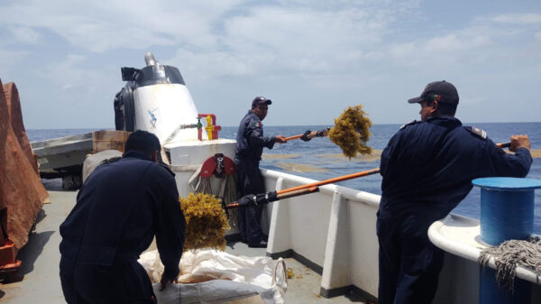 Gobierno del Estado, SEMAR y sociedad civil trabajan en conjunto para limpiar el sargazo de las playas