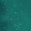 La experiencia que vivió un buzo que por poco pierde la vida al ser acechado por un tiburón, quedó captada en video