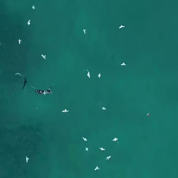 La experiencia que vivió un buzo que por poco pierde la vida al ser acechado por un tiburón, quedó captada en video