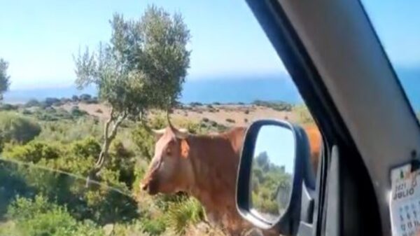 Un hilarante video se populariza entre los usuarios de las redes sociales, en donde se observa a una vaca que parece darle indicaciones a un conductor