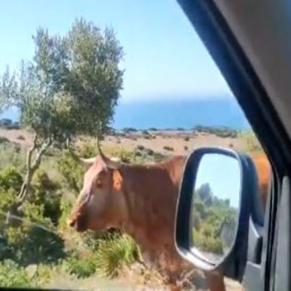 Un hilarante video se populariza entre los usuarios de las redes sociales, en donde se observa a una vaca que parece darle indicaciones a un conductor