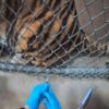 Zoológicos vacunan a sus animales contra Covid-19