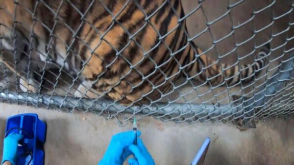 Zoológicos vacunan a sus animales contra Covid-19