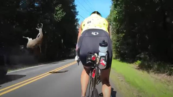 El video donde un ciervo es atropellado y sale volando debido al impacto se viraliza en redes sociales, pues el animal casi golpea a un ciclista