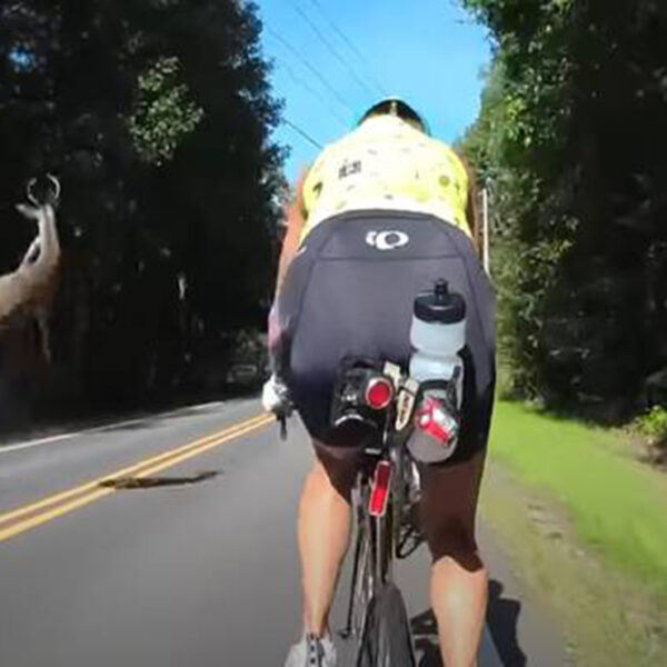 El video donde un ciervo es atropellado y sale volando debido al impacto se viraliza en redes sociales, pues el animal casi golpea a un ciclista