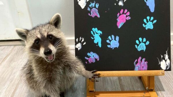 Sin duda los grandes protagonistas de las redes sociales son las mascotas y este es el caso de Tito, Piper y Cheeto, tres mapaches que la rompen en Internet