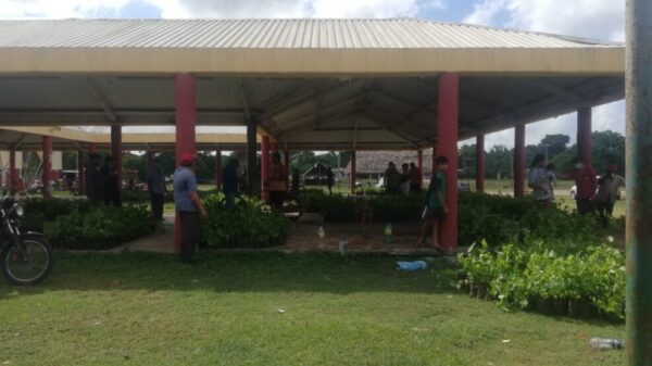 Productores de sembrando vida se beneficiaron con plantas de achiote 