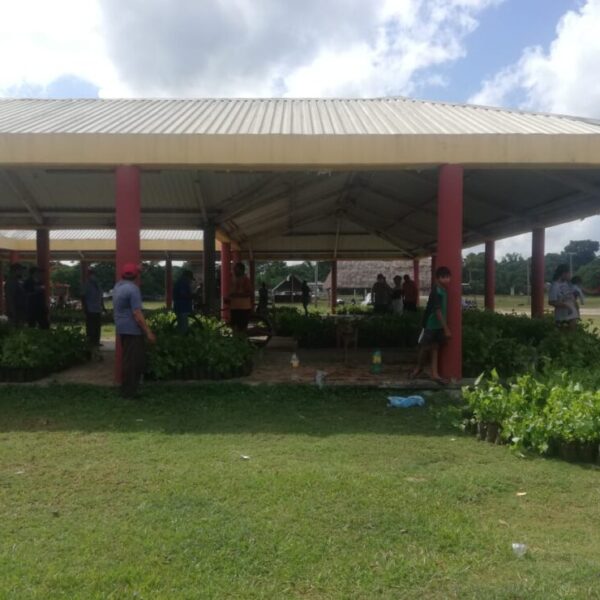 Productores de sembrando vida se beneficiaron con plantas de achiote 