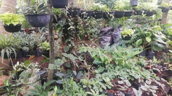 Pasan peripecias de comercialización viveristas de la zona sur del municipio