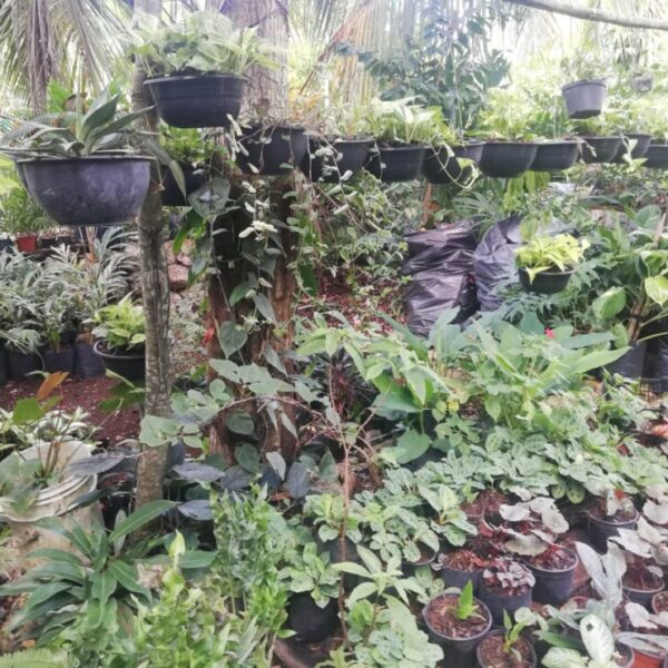 Pasan peripecias de comercialización viveristas de la zona sur del municipio