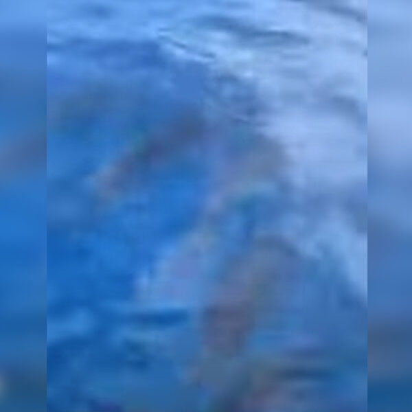 Video: Atrae "Grace" inusitado despliegue de delfines en Cozumel