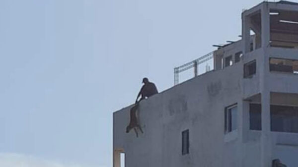 Buscan a sujeto que amenazó con lanzar a perrito de edificio, en Tamaulipas