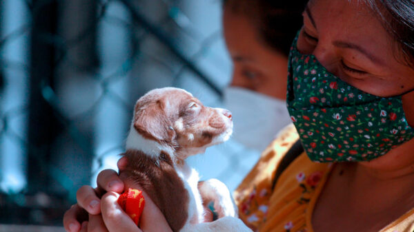 Fomenta gobierno de Cancún adopción canina responsable
