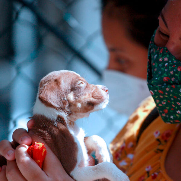 Fomenta gobierno de Cancún adopción canina responsable