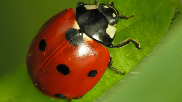  Hombre tenía una catarina en el intestino